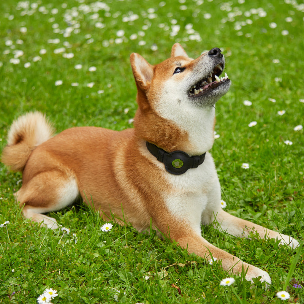 Tiny Air Collar leather collar for puppies, small and medium dogs