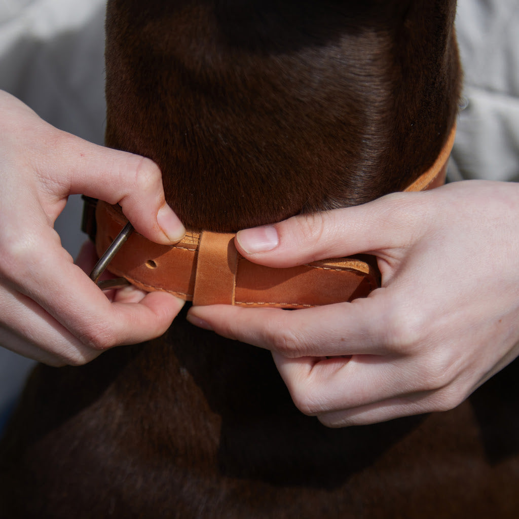 Guler din piele Air Collar pentru rase medii de câini cu suport AirTag