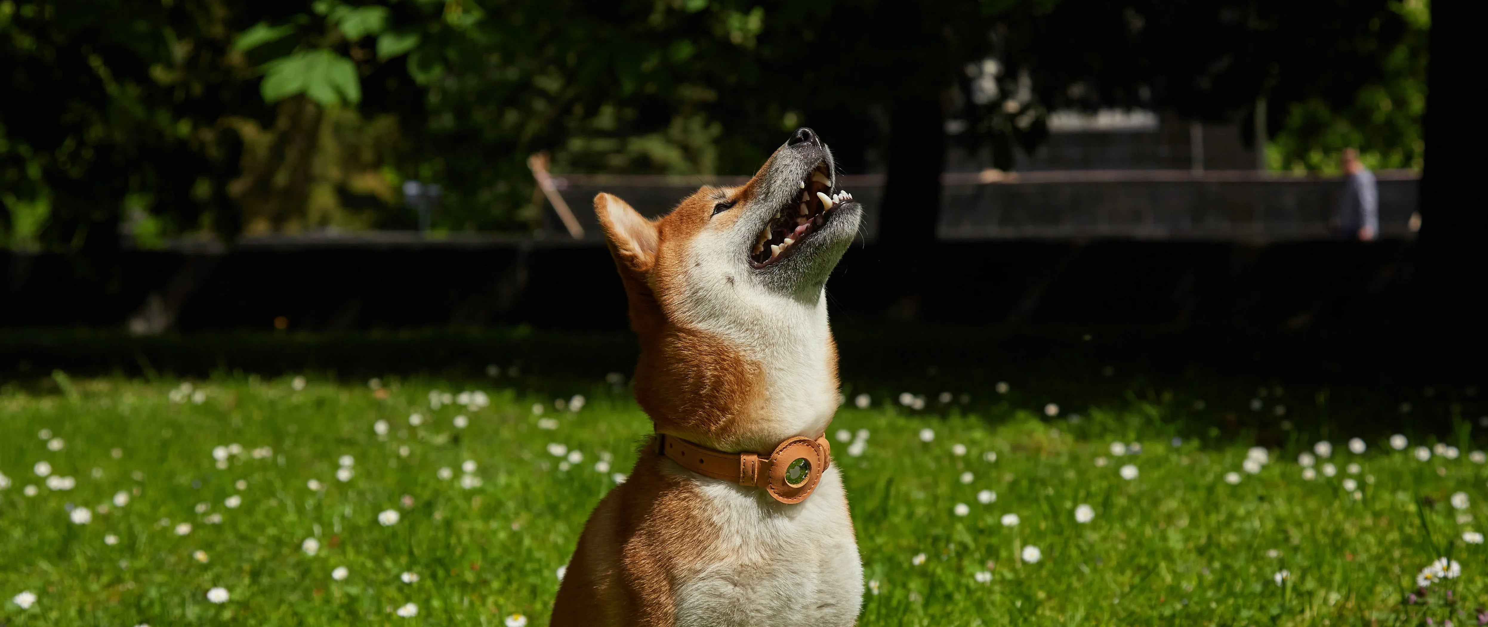 Pet accessories - INCARNE® Global